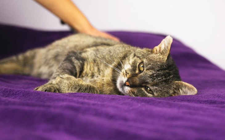 Szary kot odpoczywający na fioletowej powierzchni.