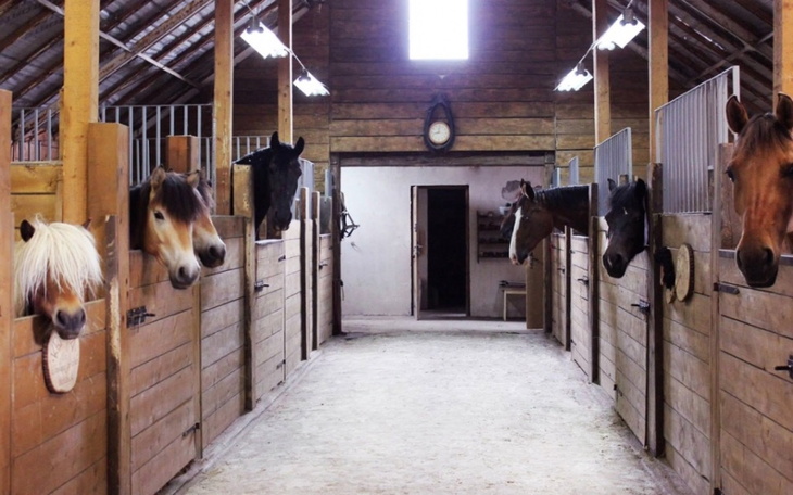 Zbiórka Wymarzona stadnina koni - zdjęcie główne