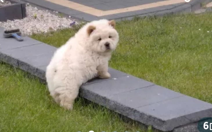 Zbiórka Zbieram na pieska dziękuję - zdjęcie główne