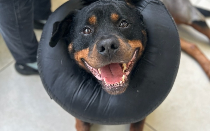 Rottweiler z uśmiechem w kołnierzu ochronnym.