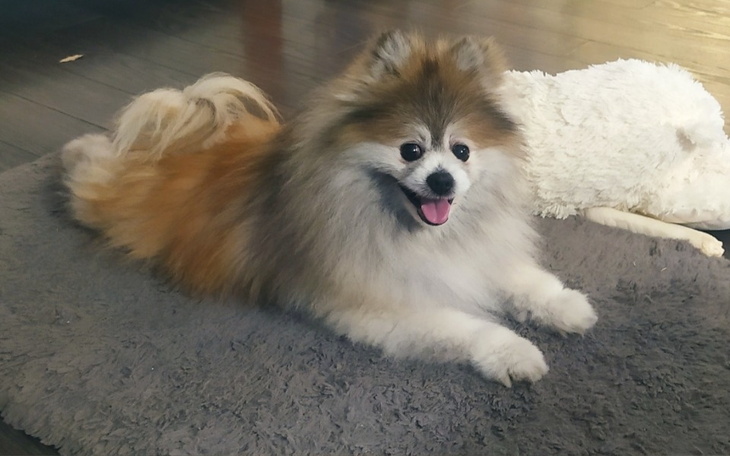 Zbiórka Pomóż stanąć na łapki - zdjęcie główne