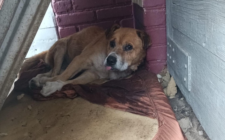 Zbiórka Na transport do hoteliku - zdjęcie główne