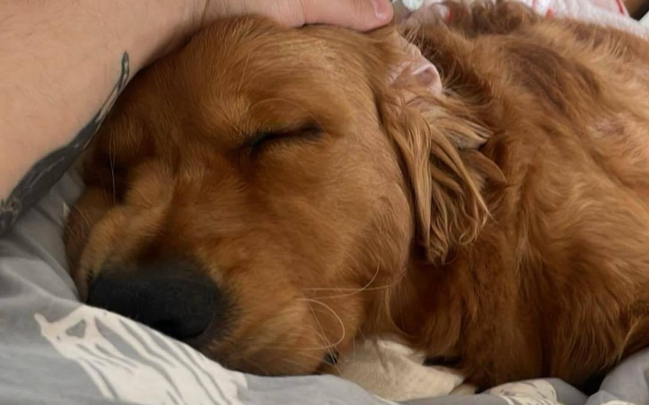 Zrelaksowany pies śpiący na poduszce.