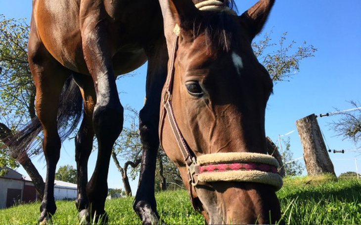 Zbiórka Zbieram na leczenie konia - zdjęcie główne