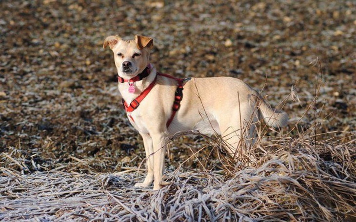 Zbiórka Sterylizacja Sary- TOZ Bytom - zdjęcie główne