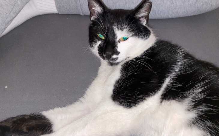 Czarnobiały kot leżący na szarej kanapie.