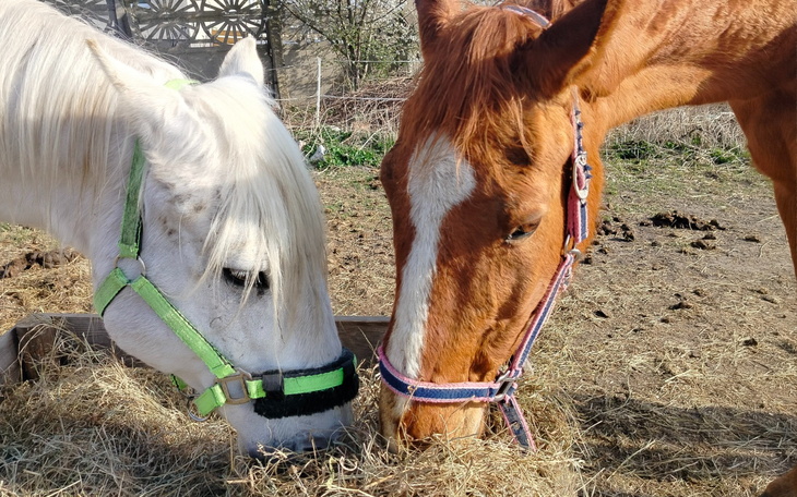Dwa konie jedzące siano, białe i rudawe.