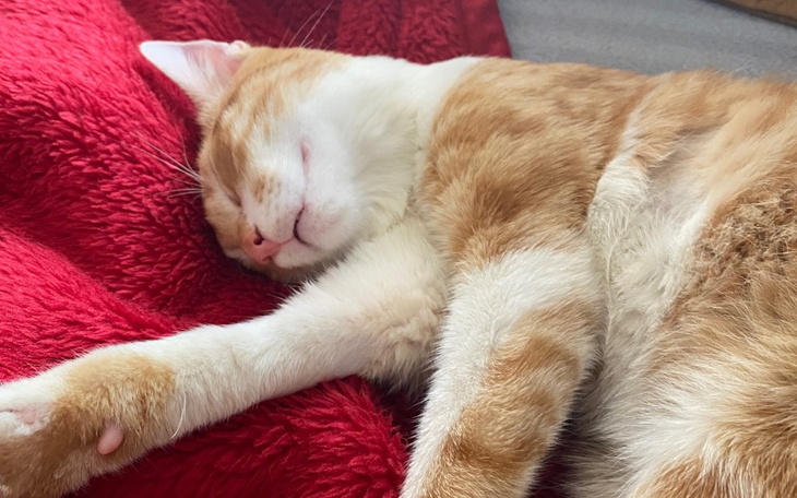 Zbiórka Walka o życie kocurka Kacperka - zdjęcie główne