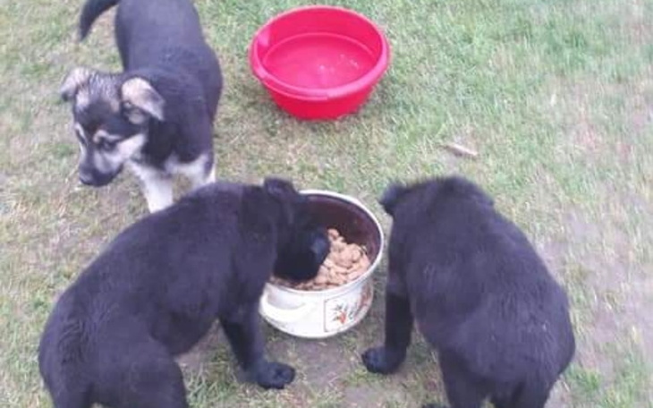 Zbiórka Wioskowe szczeniaki - zdjęcie główne