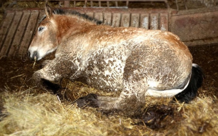 Zbiórka Pomocy dla koni - zdjęcie główne
