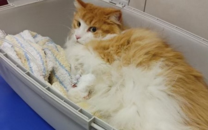 Zbiórka Mia - Operacja i leczenie - zdjęcie główne