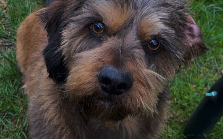 Pies patrzący w obiektyw, z bliska na trawie.