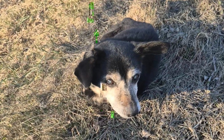 Pies leży na trawie, wygląda na spokojnego i zrelaksowanego.