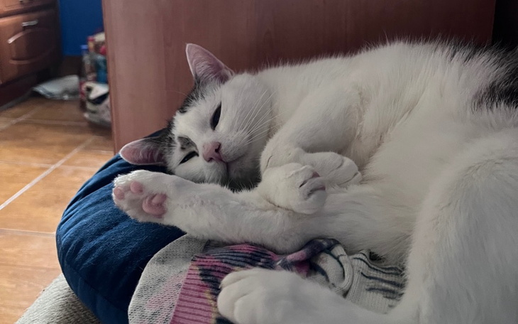 Kot śpiący na poduszce, zrelaksowany i spokojny.