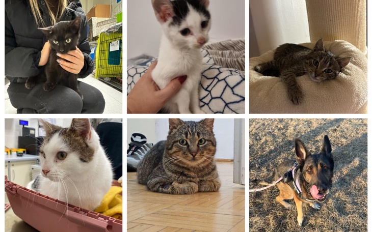 Kolaż zdjęć różnych kotów i psów w przytulnym otoczeniu.