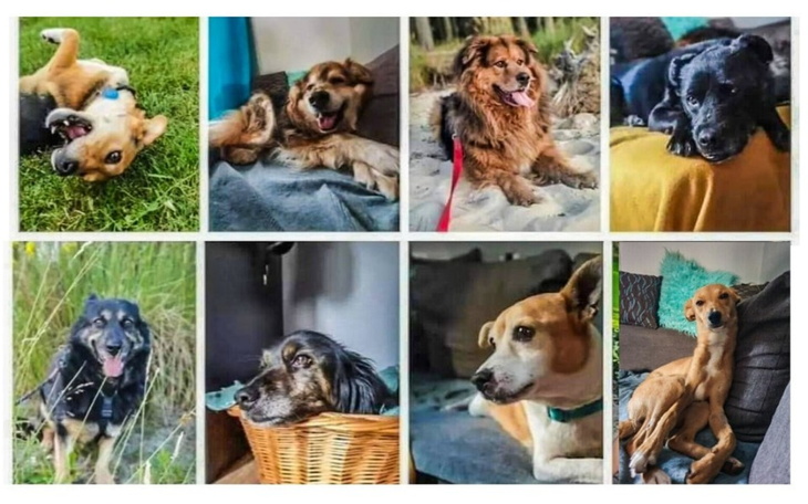 Kolaż zdjęć różnych psów w różnych pozach.