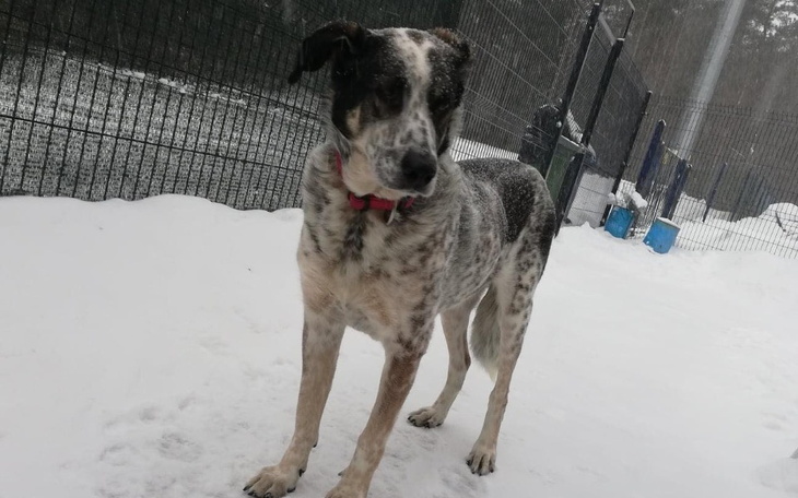 Zbiórka Opłacenie leczenia Gustawa - zdjęcie główne