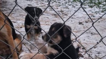 Zbiórka Transport zwierzat - miniaturka zdjęcia