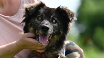 Zbiórka Hotelik dla 3 psów - miniaturka zdjęcia