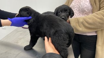 Zbiórka 5 maluszków w typie labradora - miniaturka zdjęcia