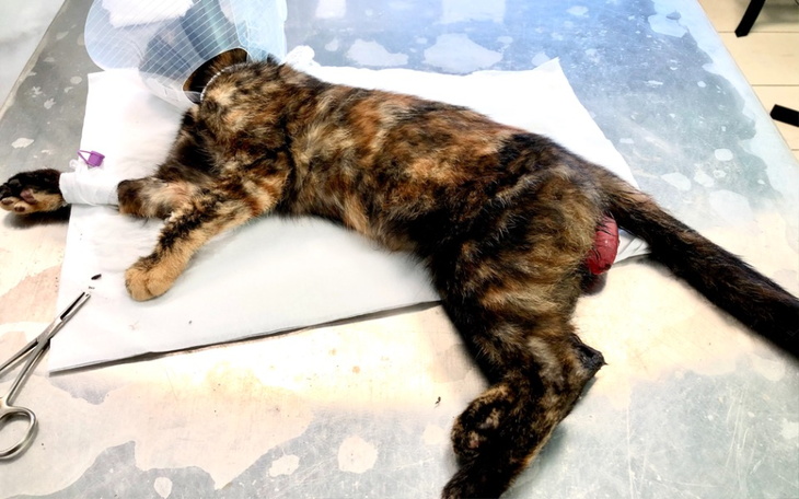 Zbiórka WypadnięteJelitoBólCierpienieSOS - zdjęcie główne