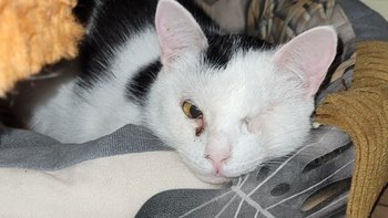 Zbiórka Ratujemy kotki na Święta - miniaturka zdjęcia