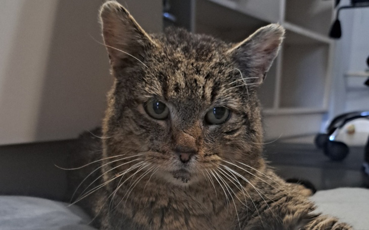 Zbiórka Na leczenie i badania kocurka - zdjęcie główne