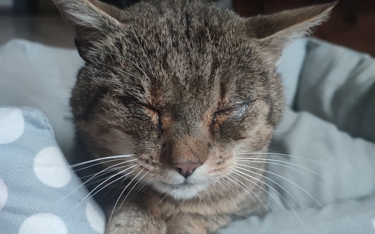 Zbiórka Pomoc dla Mruczka. - zdjęcie główne