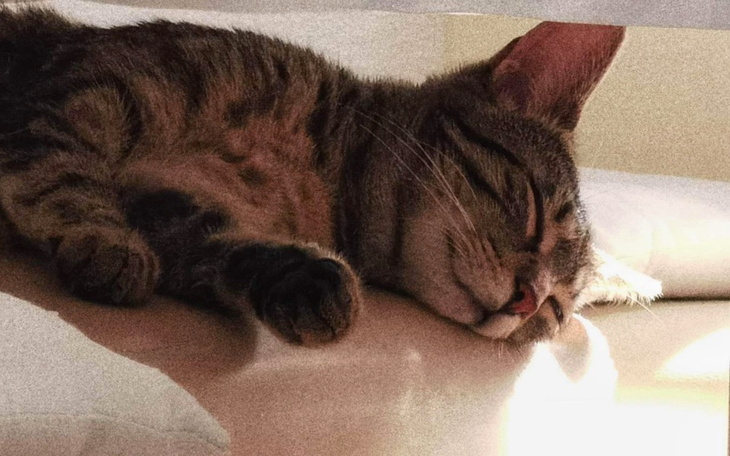 Śpiący kot leży na kanapie, zrelaksowany.