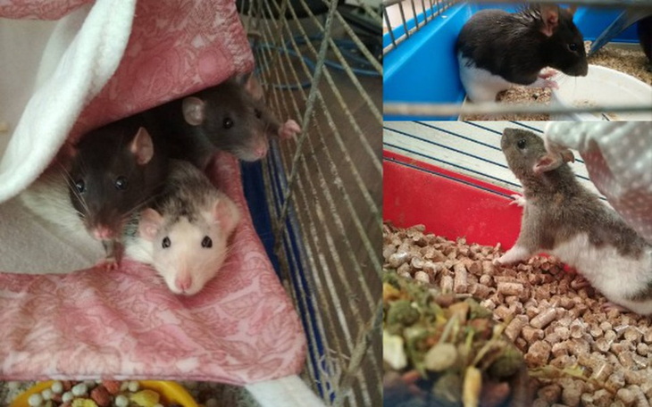 Zbiórka Akcja - Kastracja! - zdjęcie główne