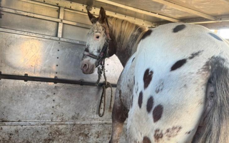 Koń w przyczepie, z widocznymi plamami na sierści.