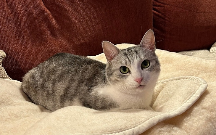 Zbiórka Leczenie Lilci-walka o życie - zdjęcie główne