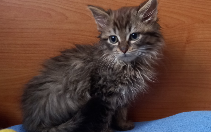 Zbiórka Misia walczy z poważną chorobą - zdjęcie główne