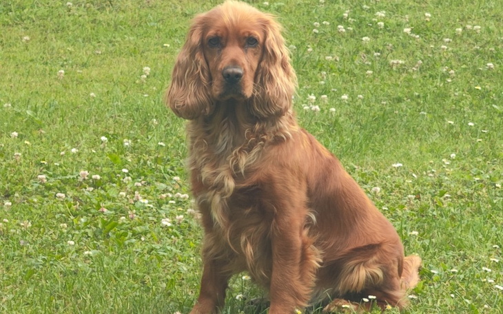 Pies rasy cocker spaniel siedzący na trawie, w słonecznym otoczeniu.