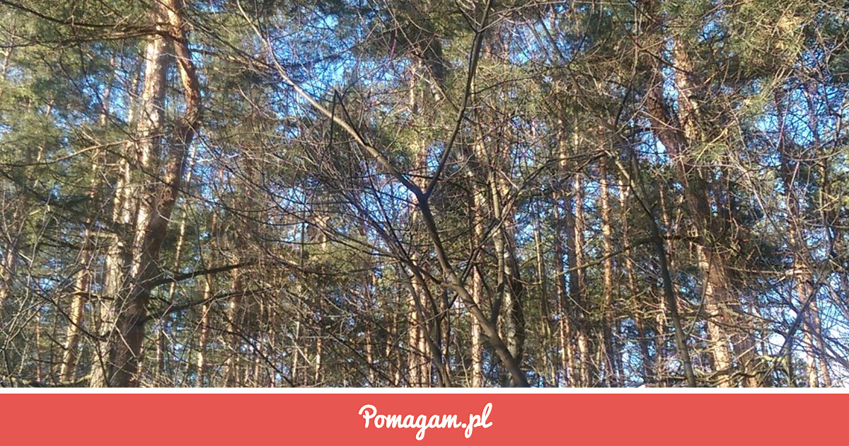 Pomuz Zrzutka na Edzia Pomóż Mi w Spłacie - Edyta Edzia | Pomagam.pl