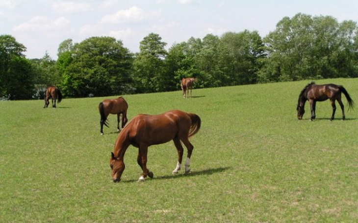 Zbiórka gospodarstwo i hodowla koni - zdjęcie główne