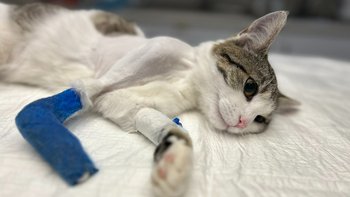 Zbiórka Amputacja kończyny kotka Złota - miniaturka zdjęcia