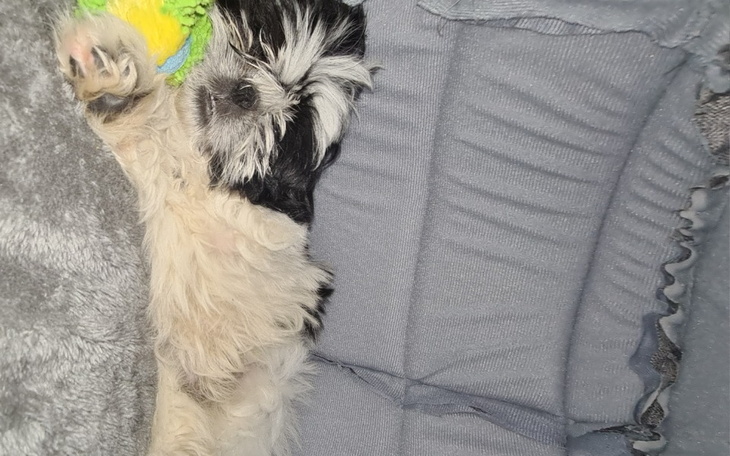 Zbiórka Na wyleczenie pieska - zdjęcie główne