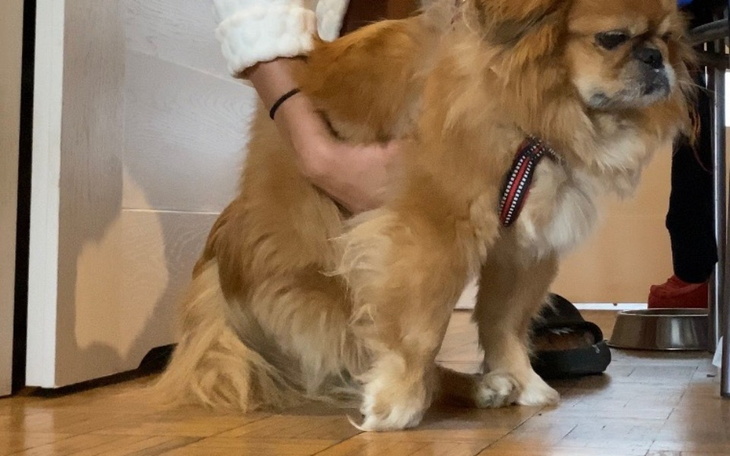 Zbiórka Na dyskopatię Gibona - zdjęcie główne