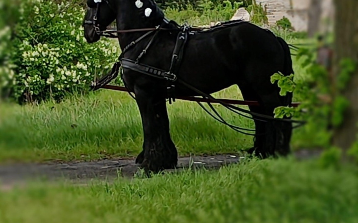Zbiórka Zbieram na karnet jazdy konnej - zdjęcie główne