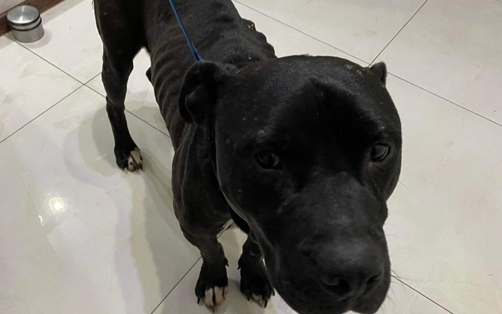 Zbiórka Leczenie, zagłodzony amstaff - zdjęcie główne