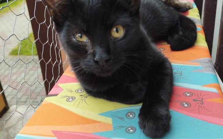 Czarny kot leżący na kolorowej poduszce.