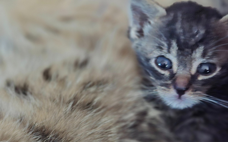 Mały kotek z dużymi oczami, leżący obok innego zwierzęcia.