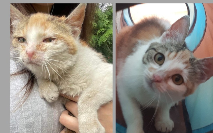 Zbiórka Kokosanka zbiera na leczenie - zdjęcie główne