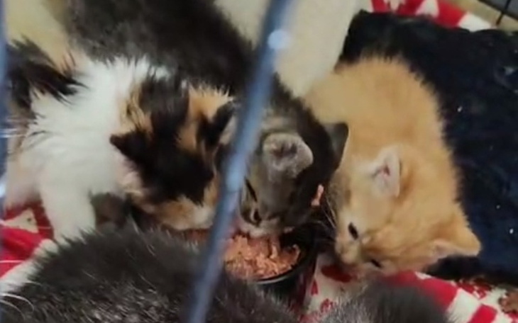 Zbiórka Karma dla kociej szarańczy - zdjęcie główne