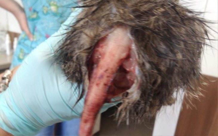 Zbiórka Walka o życie kociaka - zdjęcie główne