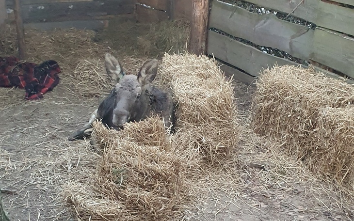 Zbiórka Łoś z concertiny - zdjęcie główne