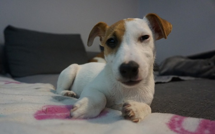 Zbiórka Pomóż Simbie - zdjęcie główne