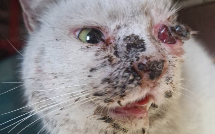 Zbiórka Cena życia Kotexa - zdjęcie główne