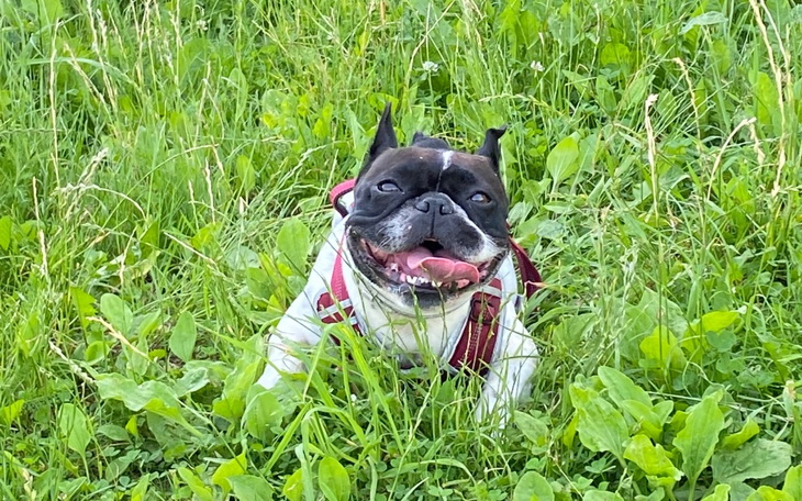 Zbiórka Pomóż nam uratować życie Daisy - zdjęcie główne